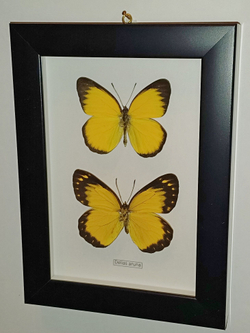 Бабочка Delias aruna пара в рамке