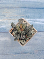 Adromischus Festivus grey (Адромискус)
