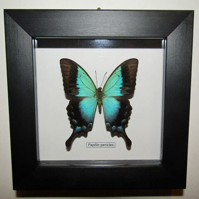 Бабочка Papilio pericles в рамке