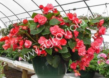 Бегония Ампельная Клубневая в горшке 0,8 л.