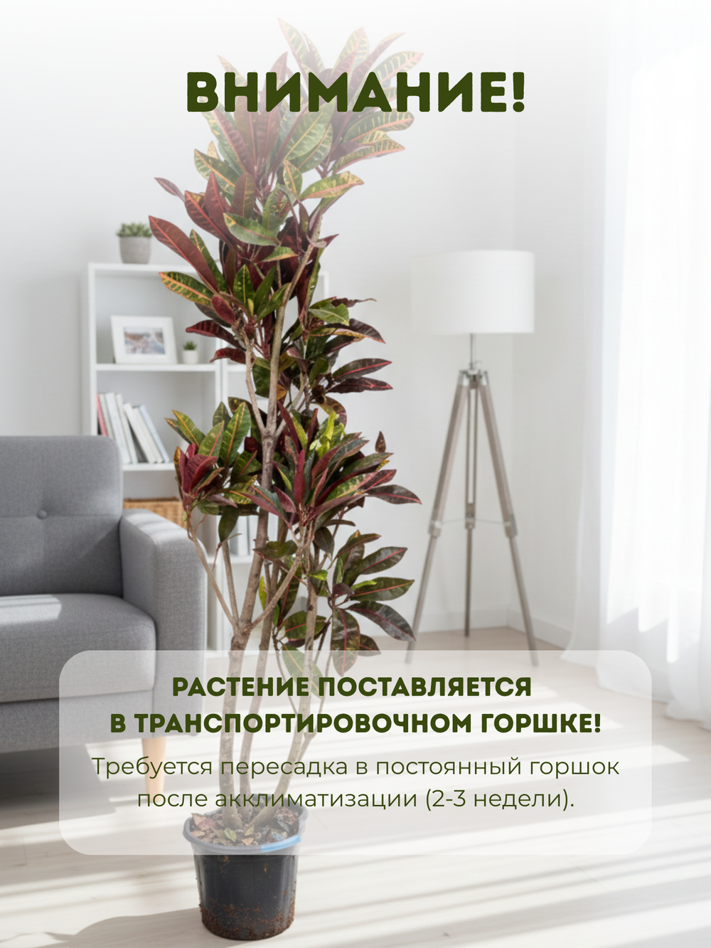 Кодиеум Codiaeum Petra д. 30