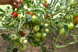 Помидоры – Смоленский