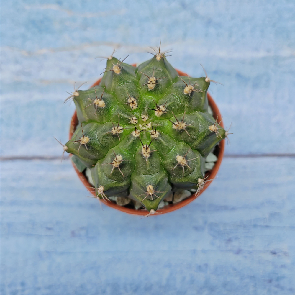 Gymnocalycium Friedrichii (Гимнокалициум)