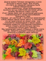 Гейхера Миднайт Роуз Полуночная Роза