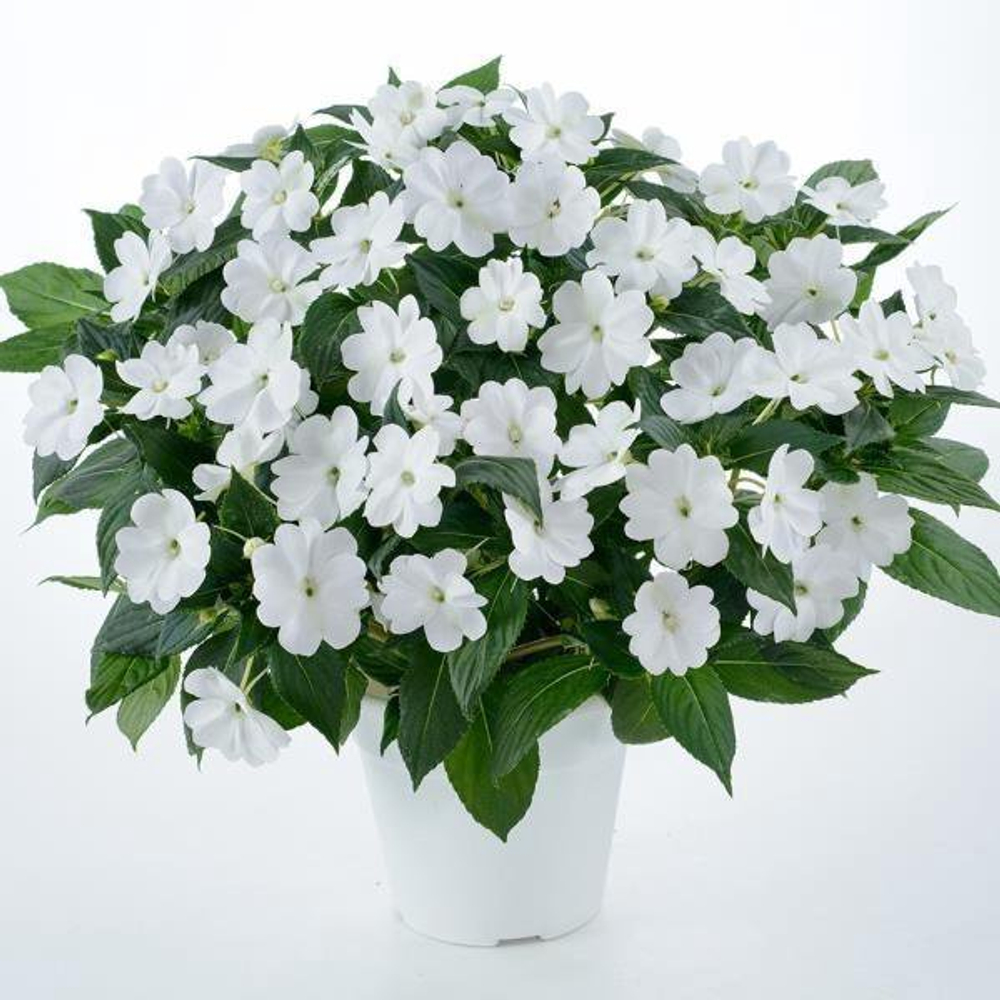 Бальзамин новогвинейский Magnum Pure White