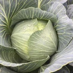 Конгама F1 семена капусты белокочанной (Rijk Zwaan / Райк Цваан)