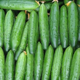 Огурец Эстафета F1 500 (семян)