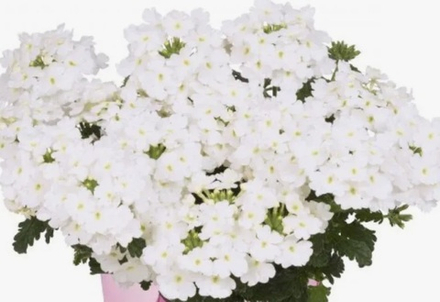 Вербена Empress Flair White укорененный черенок ОКС