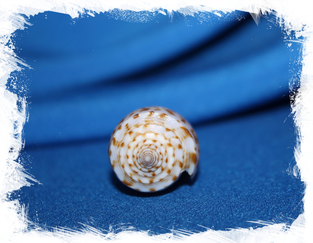 Конус аустралис (Conus australis)