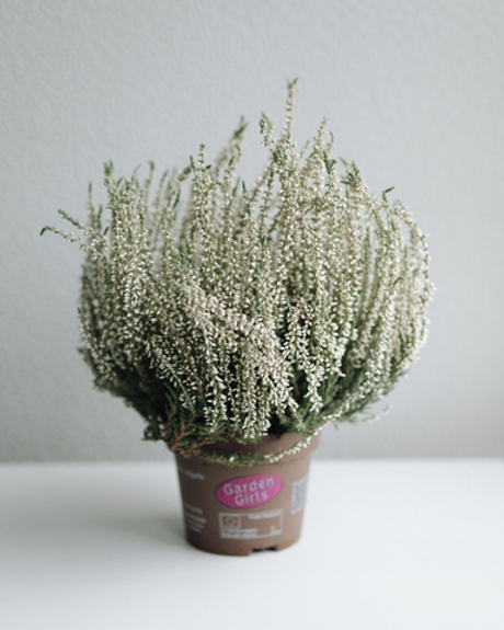 Вереск белый