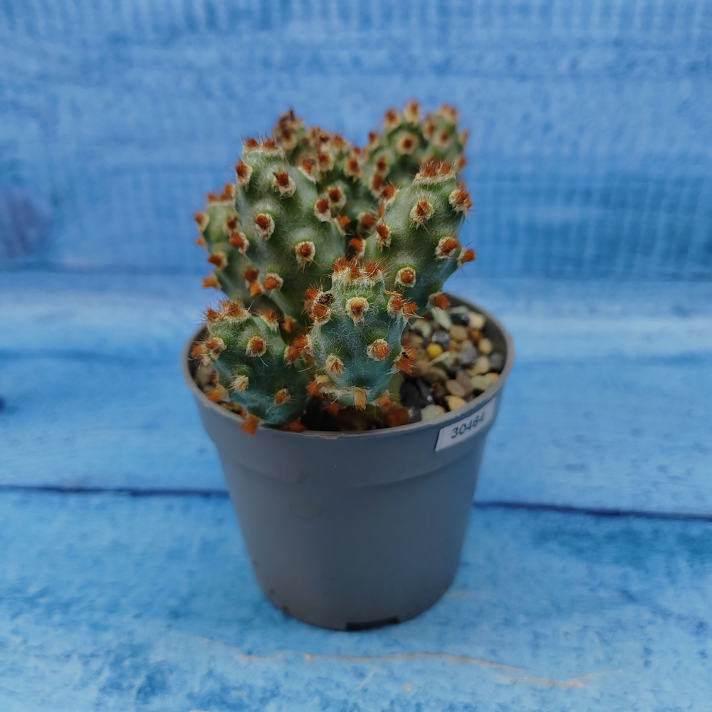 Tephrocactus Molinensis Red Glochids (Тефрокактус)