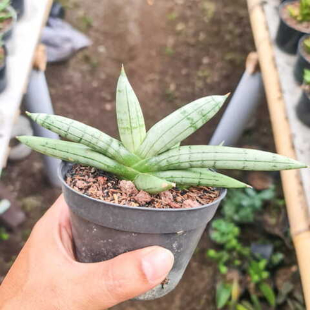 Сансевиерия BONCEL PLATINUM