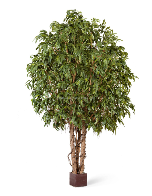 Лонгифолия широколистная Гигантская