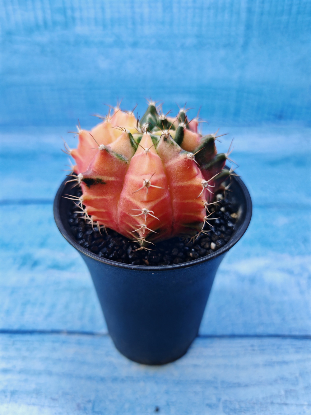 Gymnocalycium Variegata (Гимнокалициум Вариегатный)