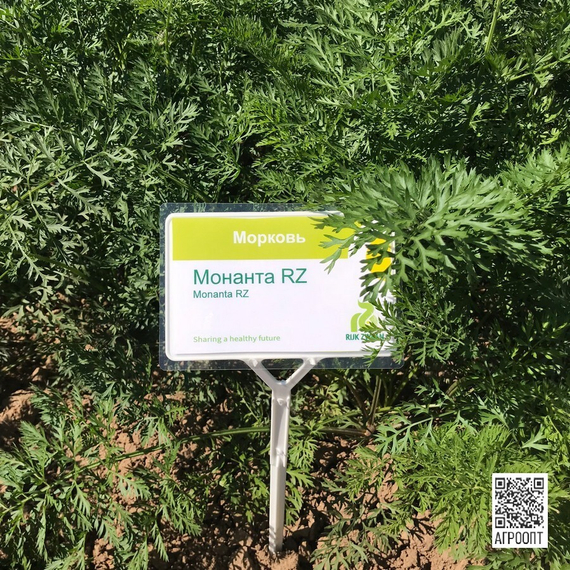 Монанта семена моркови нантской (Rijk Zwaan / Райк Цваан) в поле – фото 4