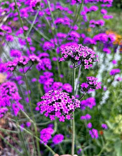 Вербена бонарская Буэнос Айрес 15шт