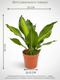 Драцена узколистная Golden Heart д.9