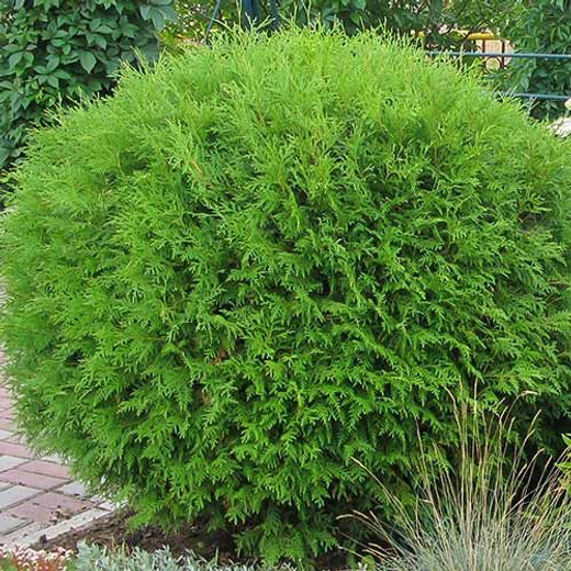 Туя западная Глобоза Р9 15-20 см Закупка М62 апрель-май 2026