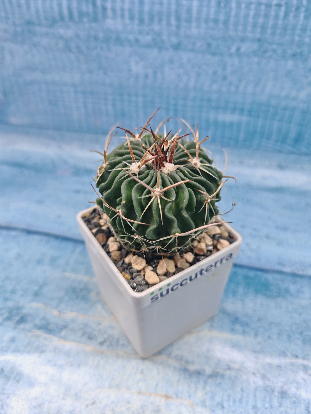 Echinofossulocactus Multicostatus (Эхинофоссулокактус)