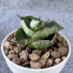 Сансевиерия J12125