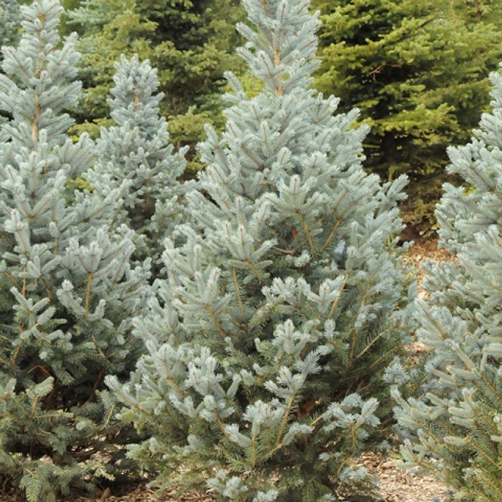 Ель колючая Блю Тотем