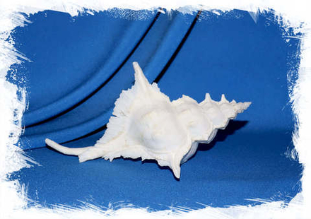 Алебастровый Мурекс