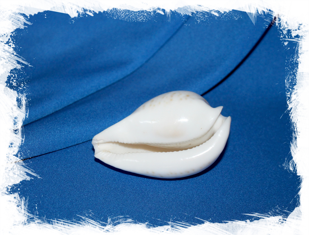 Ципрея хеситата (Cypraea hesitata)