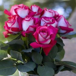 Моника Беллуччи ( Monica Bellucci )