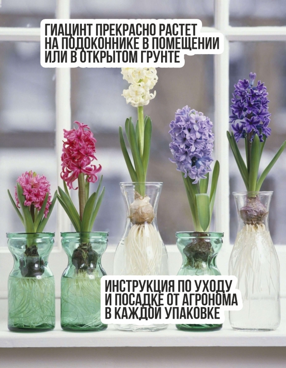 Гиацинт Луковицы, Микс сортов, 100шт