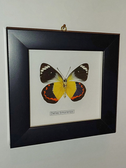 Бабочка Delias timorensis в рамке