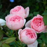 Роза английская душистая Херитейдж С6