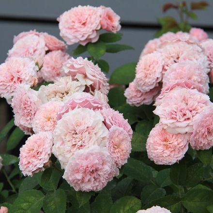 Вильям Кристи (William Christie)