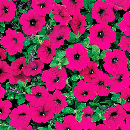 Семена цветов Петуния ампельная F1 Вэйв Парпл, PanAmerican Seed, 5 шт.