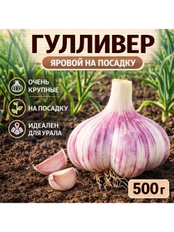 Чеснок посадочный яровой Гулливер