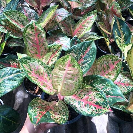 Аглаонема 9 KARAT