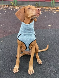 Свитер для собак на молнии попона