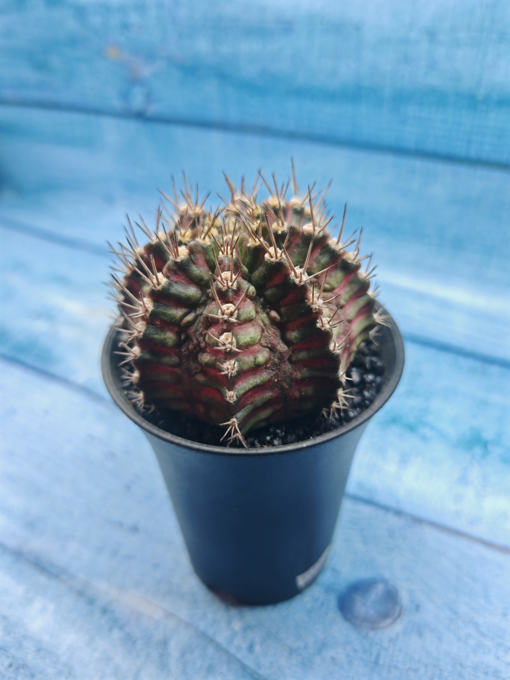 Gymnocalycium T-Rex Pink hybride (Гимнокалициум T-rex)