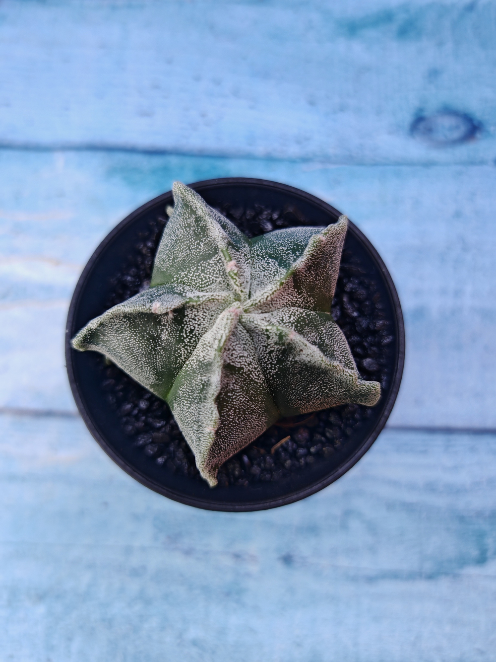 Astrophytum Myriostigma monstrosa (Астрофитум)
