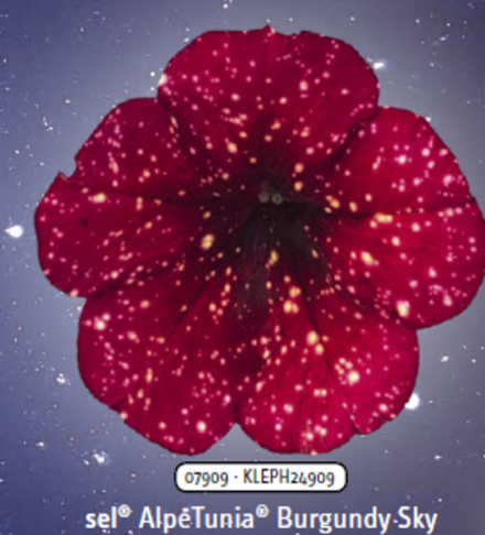 ЕВРО Петуния sky family Burgundy sky укорененный черенок ОКС