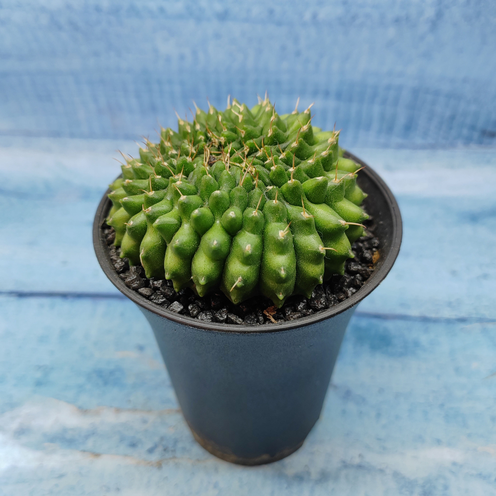 Gymnocalycium Spineless Crested form (Гимнокалициум Кристатный)