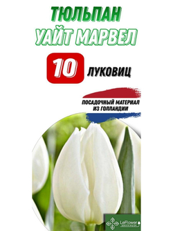 тюльпан уайтмарвел10луковиц