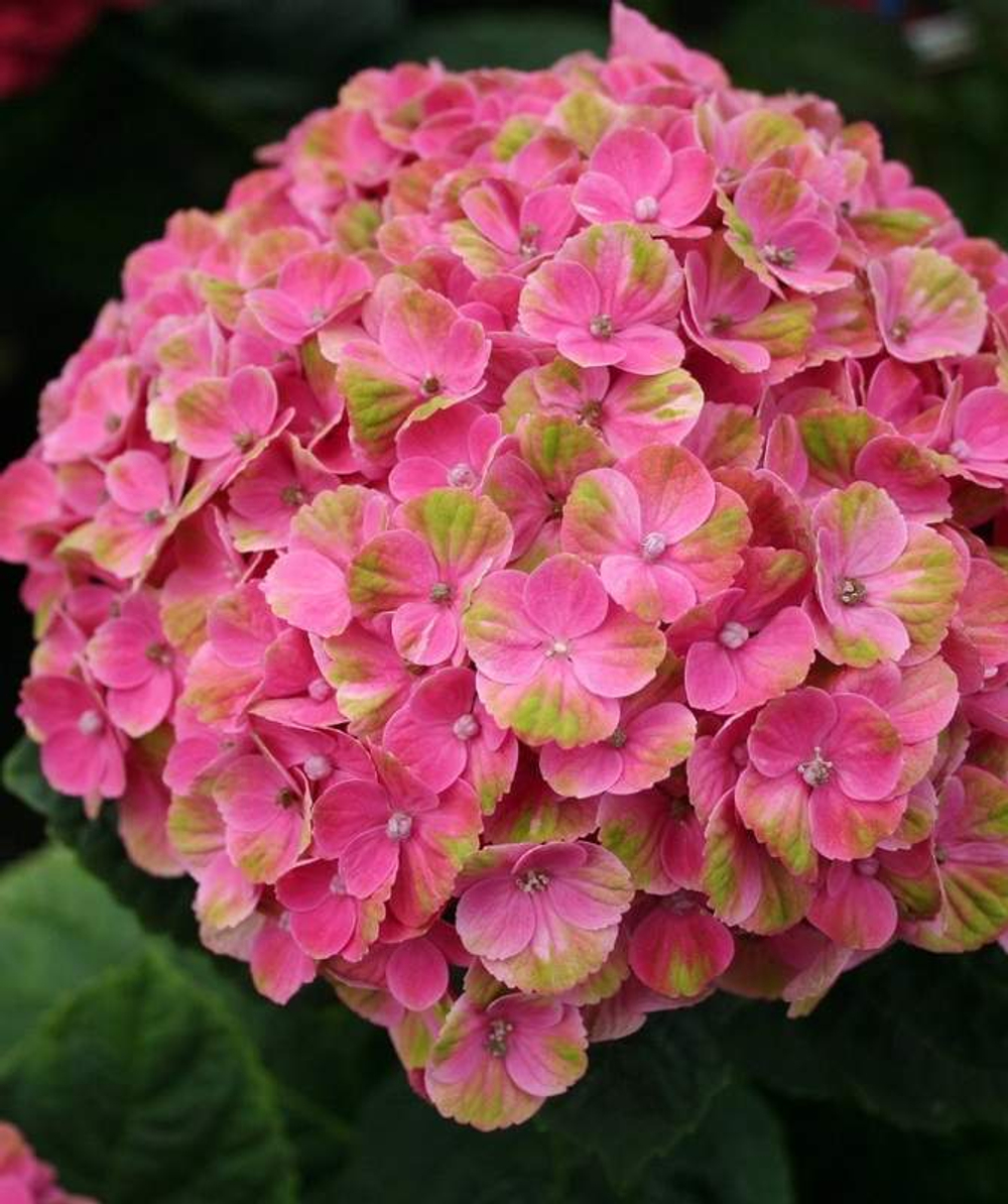 Мэджикал Корал (Magical Coral ) НОВИНКА С3 Европа весна 2026 г.