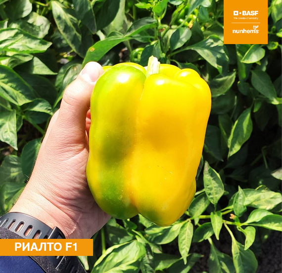 РИАЛТО F1 семена перца сладкого Nunhems купить