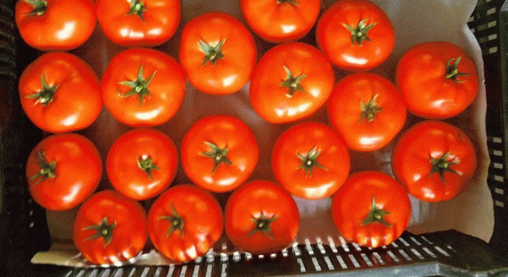 МАРТЭЗ F1 семена томата Seminis характеристика – фото 7