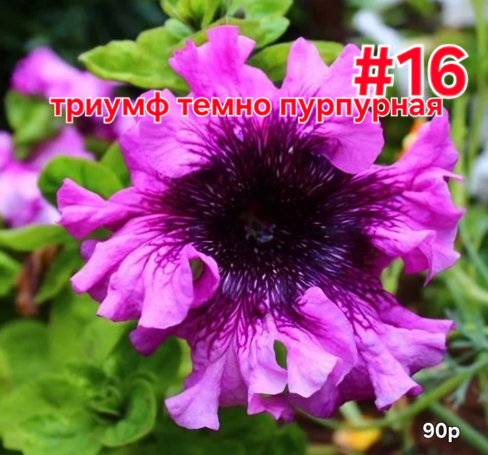 РАССАДА ПЕТУНИИ МАХРОВОЙ ТРИУМФ ТЕМНО ПУРПУРНАЯ № 16