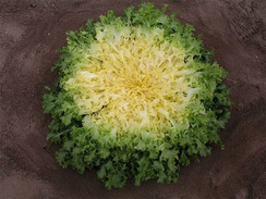 Бекеле семена эндивия (Enza Zaden / Энза Заден)