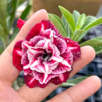 Адениум SAP PHAN LAN