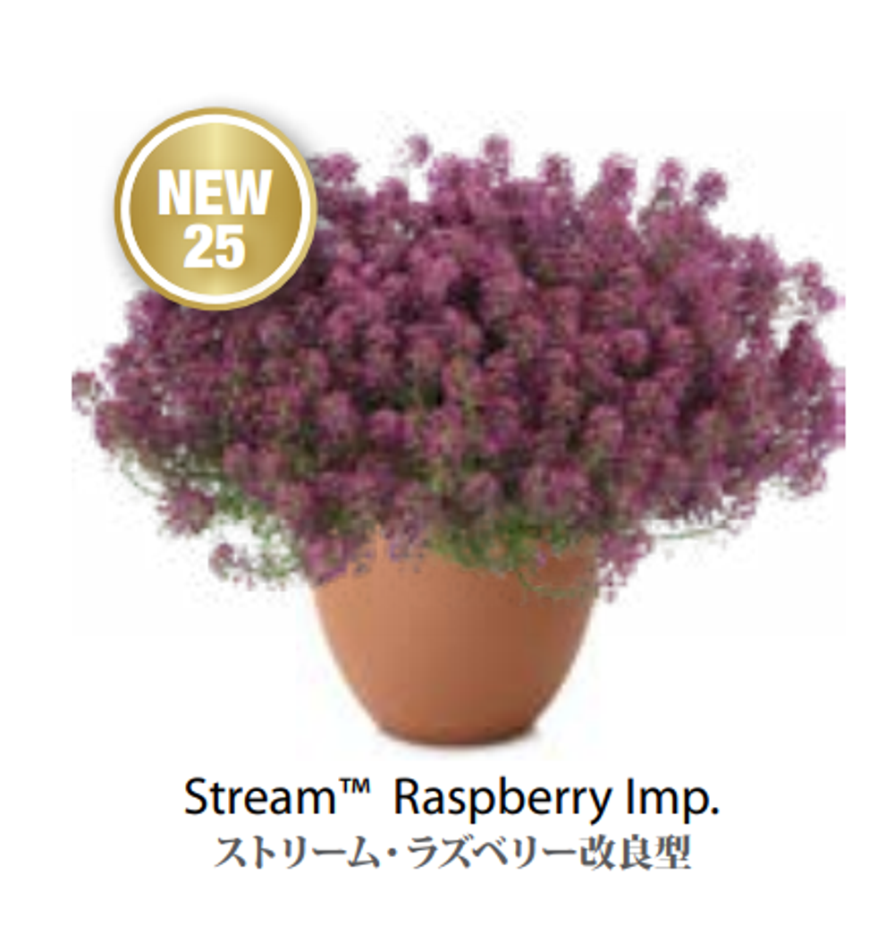 ЕВРО Лобулярия Алиссум Stream Raspberry НЕукор черенок середина ноября 25