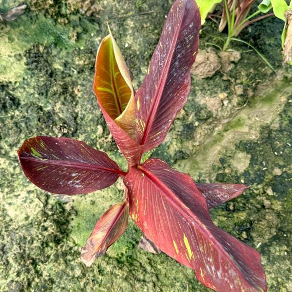 Банан вариегатный DAENG INDO/SIAM RUBY