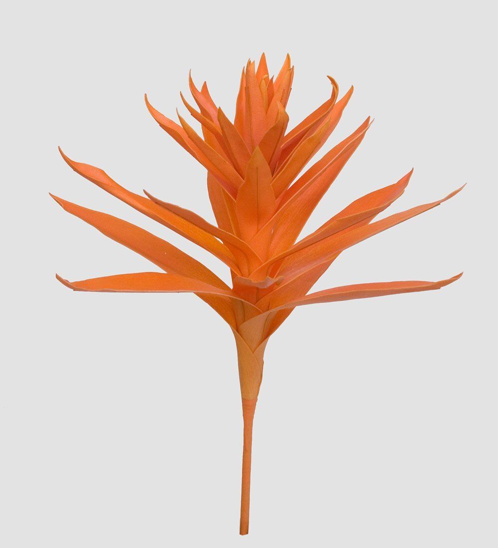 TR 563 Гусмания